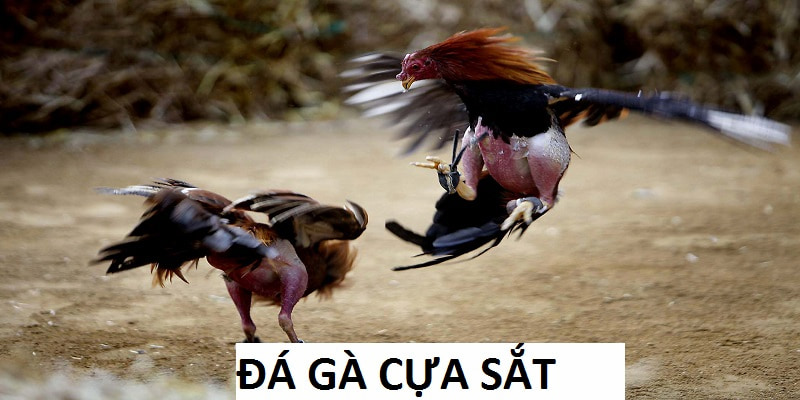 đá gà cựa sắt